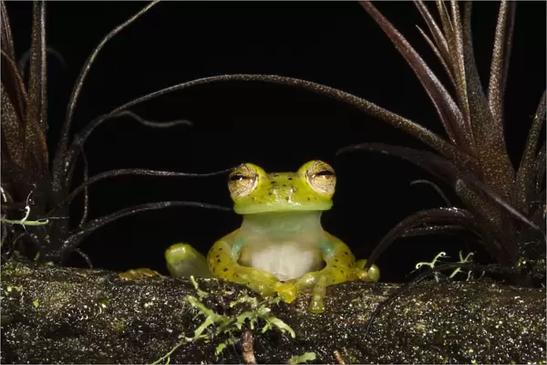 Portrait of an Emerald Glass Frog (Espadarana  /  Centrolenella prosoblepon). Captive