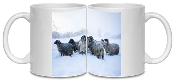 Domestic sheep (Ovis aries) flock of Northumberland blackface sheep in snow, Tarset