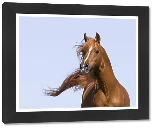 Chestnut arabian stallion running, California, USA