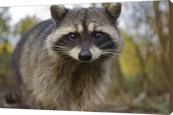 Portrait of a Common Racoon (Procyon lotor). Stanley Park, Vancouver, Canada, March