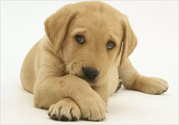 Yellow Labrador retriever puppy lying with paws crossed, 8 weeks