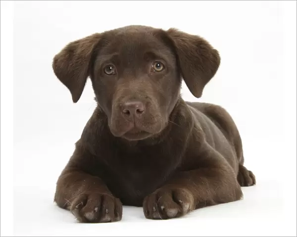 Chocolate Labrador puppy, 3 months, lying