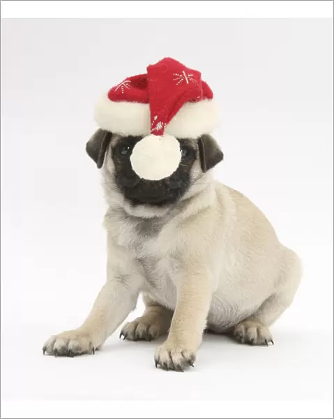 Fawn Pug puppy, 8 weeks, wearing a Father Christmas hat