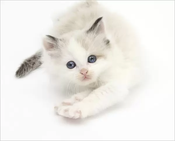 Colourpoint kitten stretching
