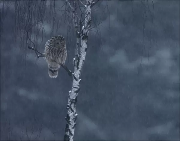 Ural Owl (Strix uralensis) perched. Bieszczady National Park, the Carpathians, Poland