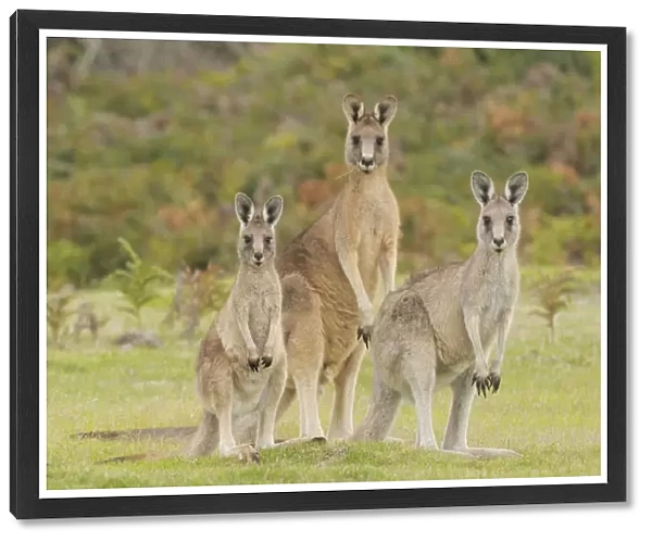 Forester kangaroo (Macropus giganteus tasmaniensis) family group, male, female and large joey
