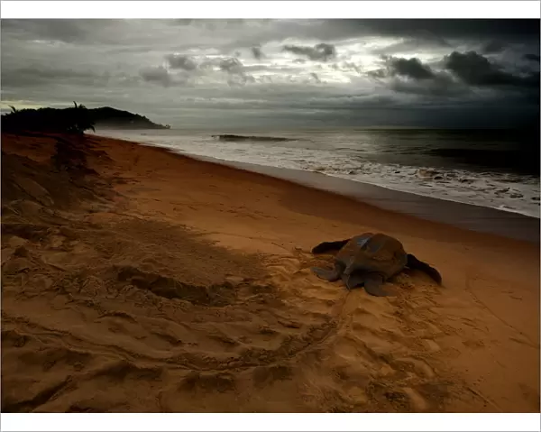 Leatherback Turtle (Dermochelys coriacea) returning to the sea after egg laying. Cayenne