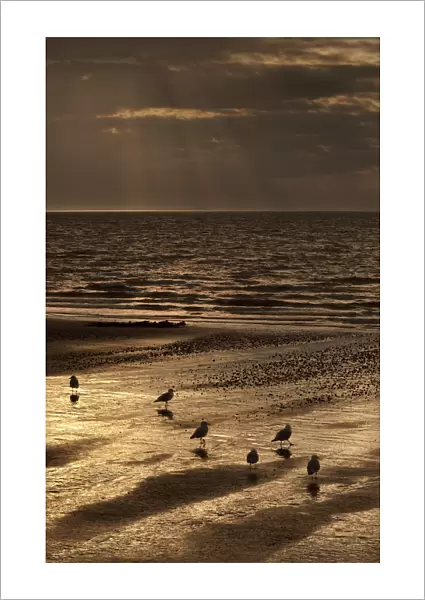 Gulls on the beach at sunset, The Wash, Hunstanton, Norfolk, UK, September 2011