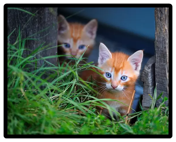 Ginger Kittens (Felis catus) in garden. France, September
