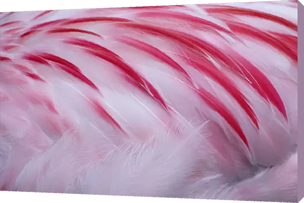 Greater flamingo (Phoenicopterus ruber) close-up of back, captive