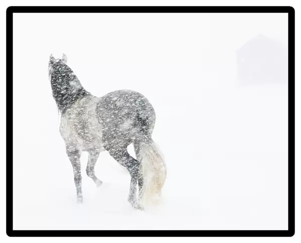 Horse in snow storm with shed in background, USA