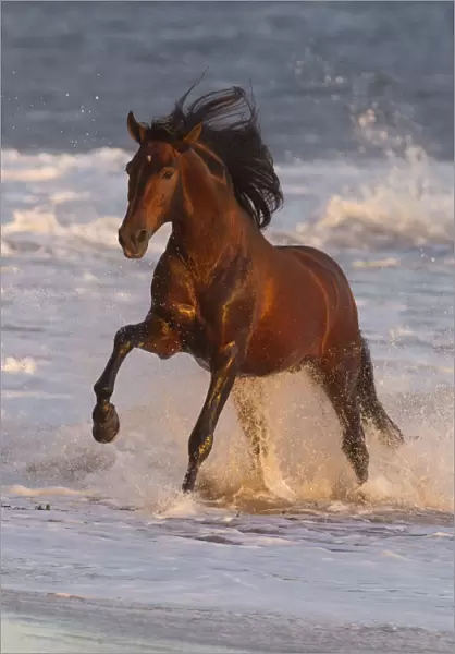 Andalusian stallion running out of the sea on beach, Ojai, California, USA