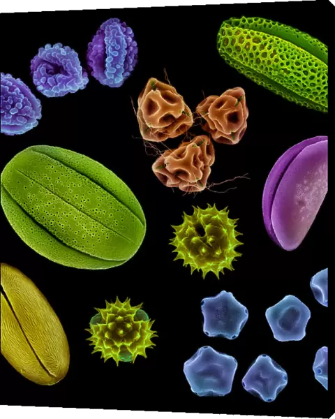Various pollen grains from several species of UK plant. False coloured scanning electron micrograph