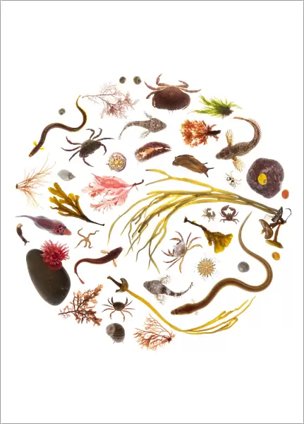 Various rockpool animals and seaweeds, photographed on a white background. Isle of Skye
