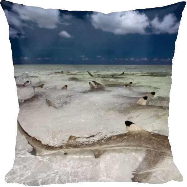 Blacktip reef sharks (Carcharhinus melanopterus) in shallow water gathering very close to shore