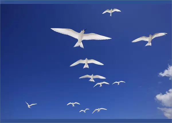 White terns (Gygis alba) flock in flight overhead, Christmas Island  /  Kiritimati