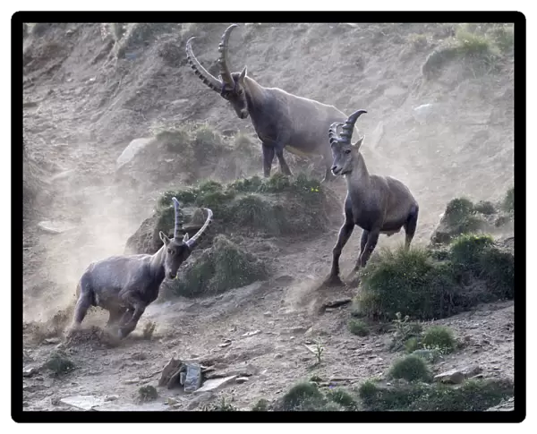 Alpine ibex (Capra ibex) adult male chasing two young males away, Gran Paradiso National Park