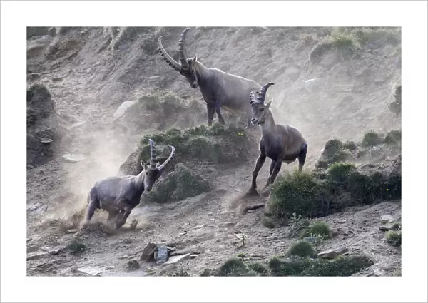 Alpine ibex (Capra ibex) adult male chasing two young males away, Gran Paradiso National Park