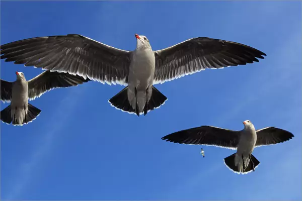 Heermanns Gulls (Larus heermanni) in flight. Ensenada, Baja California Peninsula