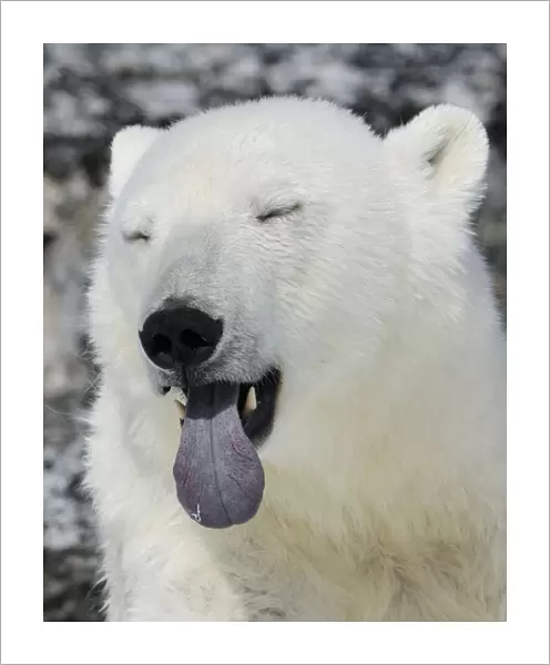 Polar Bear (Ursus maritimus) head portrait with blue tongue out, Svalbard, Norway