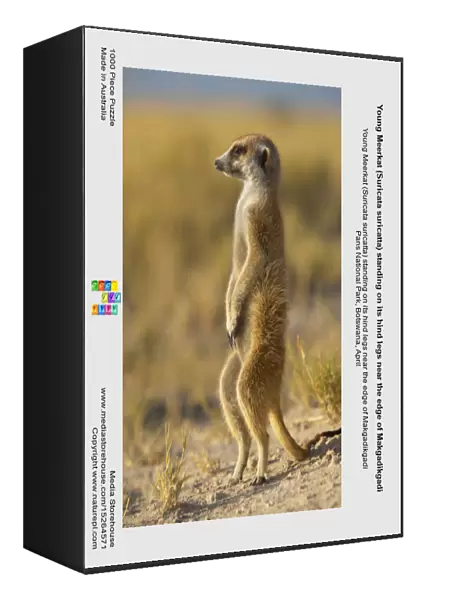 Young Meerkat (Suricata suricatta) standing on its hind legs near the edge of Makgadikgadi
