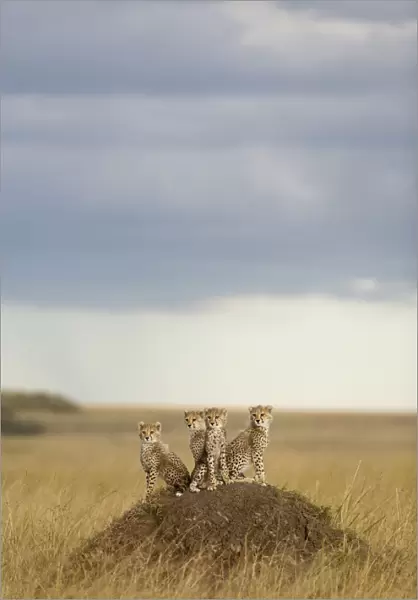 Cheetah (Acinonyx jubatus) cubs 4 months, Masai-Mara Game Reserve, Kenya. Vulnerable species