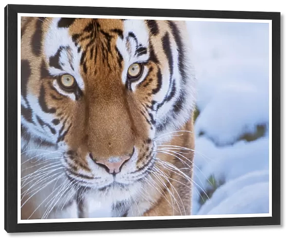 RF - Siberian tiger (Panthera tigris altaica) in snow, captive