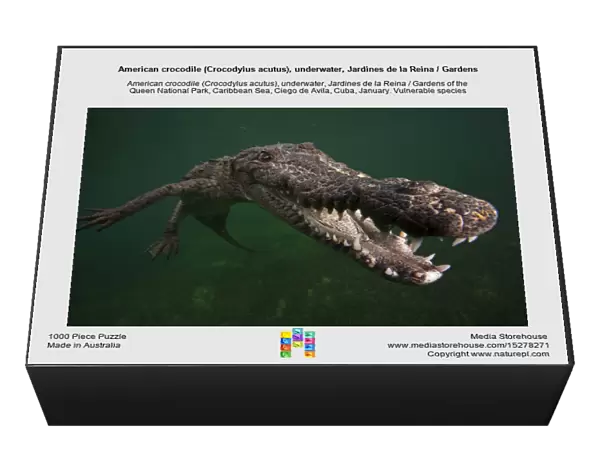 American crocodile (Crocodylus acutus), underwater, Jardines de la Reina  /  Gardens