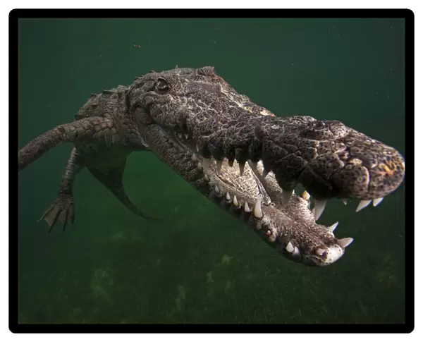 American crocodile (Crocodylus acutus), underwater, Jardines de la Reina  /  Gardens