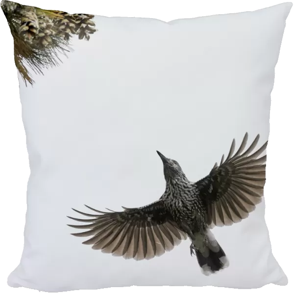 Spotted Nutcracker (Nucifraga caryocatactes) in flight to pine cones, Joensuu, Finland