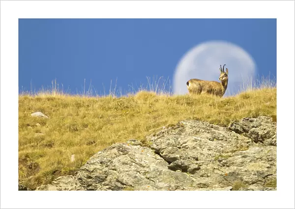 Chamois (Rupicapra rupicapra) walking with the moon behind, Mercantour National Park
