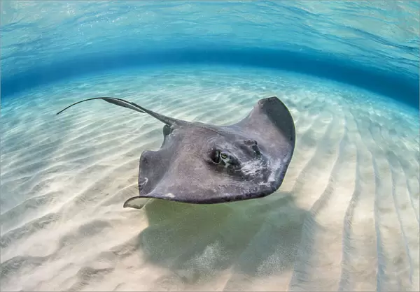 Southern stingray (Dasyatis americana) female swimming over a shallow sand bank with