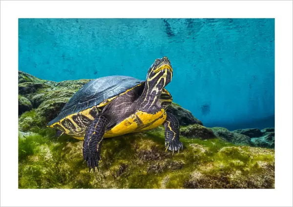 Portrait of a Suwanee cooter (Pseudemys concinna suwanniensis) in a freshwater spring
