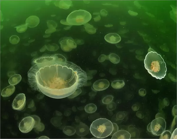 Multitudes of Moon jellyfish (Aurelia labiata), Alaska, USA, Gulf of Alaska