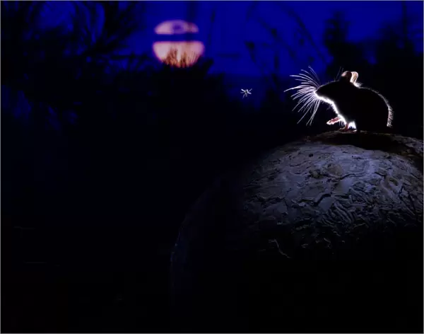 Deer mouse (Peromyscus maniculatus) on giant puffball mushroom, watching mosquito in the moonlight