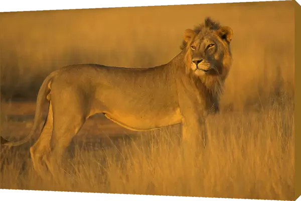 African Lion (Panthera leo) Samburu NP, Kenya