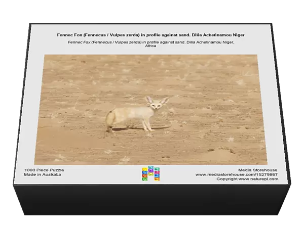 Fennec Fox (Fennecus  /  Vulpes zerda) in profile against sand. Dilia Achetinamou Niger