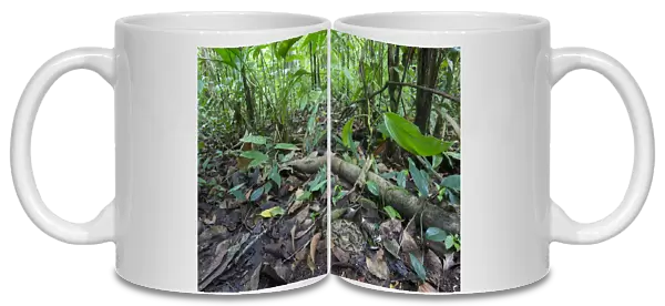 Fer-de-lance (Bothrops asper) camouflaged on the rainforest floor, Corcovado National Park