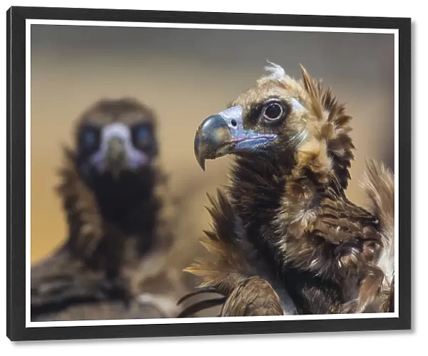 European Black vulture (Aegypius monachus) portrait of two birds, Campanarios de