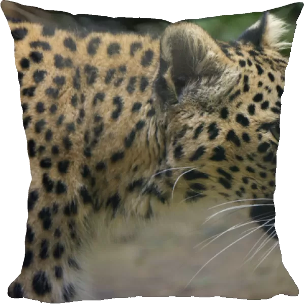 Female Persian leopard (Panthera pardus saxicolor), captive, occurs in the Caucasus