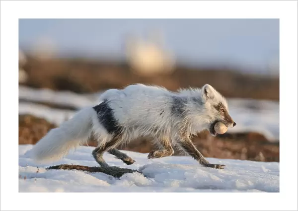 Arctic fox (Vulpes lagopus) with Snow goose egg in mouth, mid moult from winter to summer fur