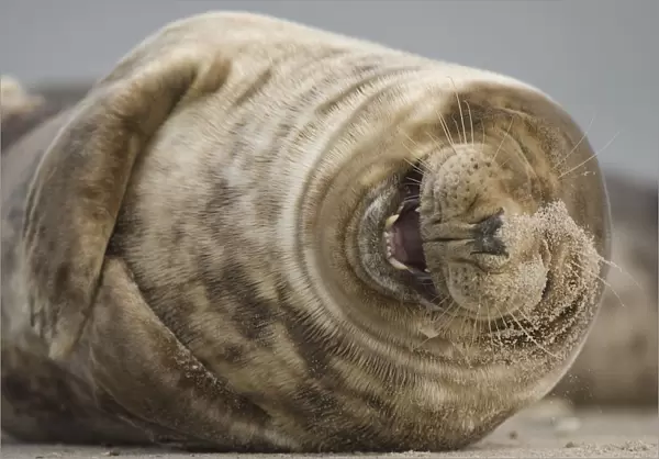 Grey seal (Halichoerus grypus) laughing, Helgoland, Germany