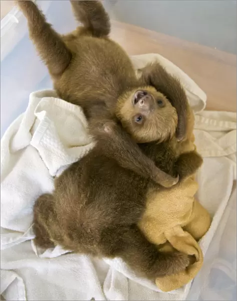 Hoffmanns Two-toed sloths (Choloepus hoffmanni) two orphan babies in Aviarios Sloth Sanctuary