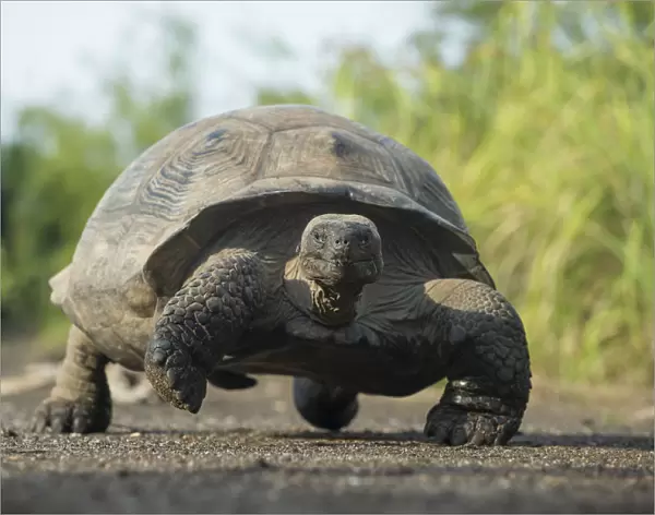 Alcedo Galapagos tortoise (Chelonoidis nigra vandenburghi) walking, Alcedo Volcan