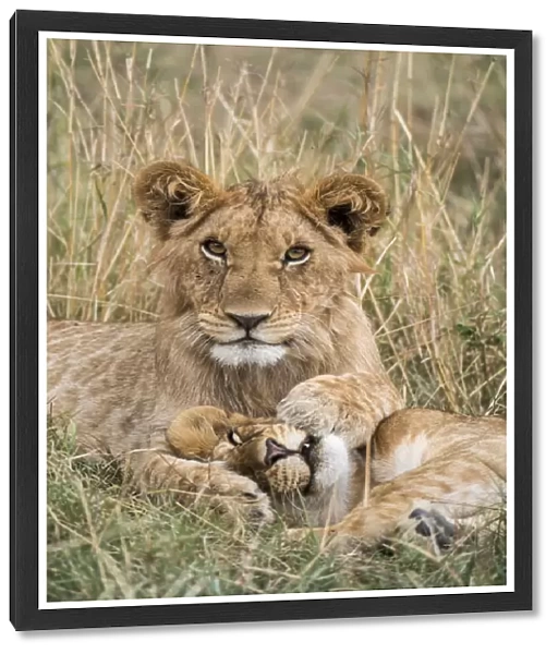 Lion (Panthera leo) cubs resting, Masai-Mara Game Reserve, Kenya