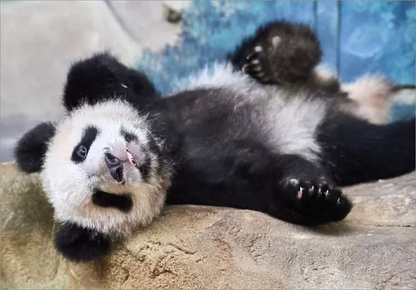 Giant panda cub (Ailuropoda melanoleuca) lying down, Yuan Meng, first Giant panda
