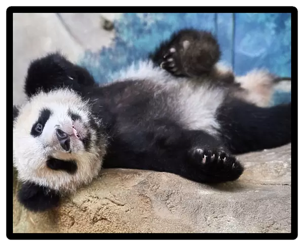 Giant panda cub (Ailuropoda melanoleuca) lying down, Yuan Meng, first Giant panda