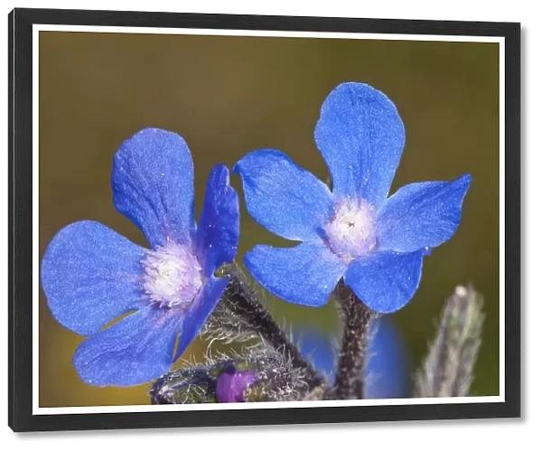 Summer Forget-me-not (Anchusa azurea) in flower, Chania, Crete, April