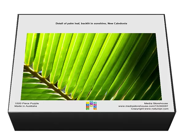 Detail of palm leaf, backlit in sunshine, New Caledonia