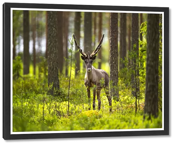 Forest reindeer, (Rangifer tarandus fennicus) in velvet, Viiksimo, Kuhmo region. Finland, July